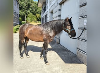 PRE Mestizo, Semental, 12 años, 170 cm, Castaño oscuro