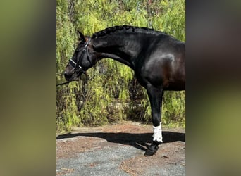 PRE Mestizo, Semental, 12 años, 170 cm, Negro