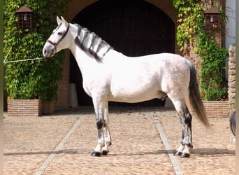 PRE Mestizo, Semental, 12 años, 170 cm, Tordo