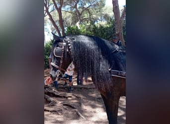 PRE, Semental, 12 años, 174 cm, Negro