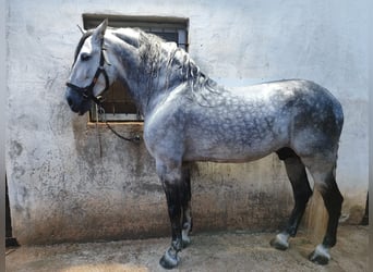 PRE, Semental, 12 años, 180 cm, Tordo