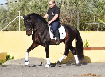 PRE Mestizo, Semental, 12 años, Castaño oscuro