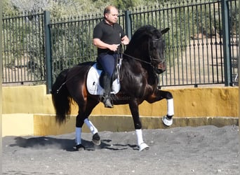 PRE Mestizo, Semental, 12 años, Castaño oscuro