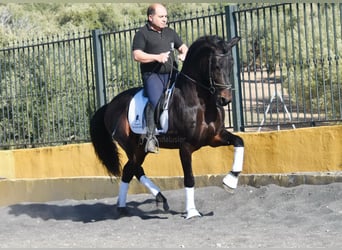 PRE Mestizo, Semental, 12 años, Castaño oscuro