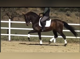 PRE Mestizo, Semental, 13 años, 162 cm, Castaño