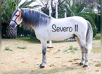 PRE, Semental, 13 años, 162 cm, Tordo rodado
