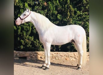 PRE Mestizo, Semental, 13 años, 165 cm, Tordo