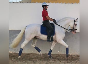 PRE Mestizo, Semental, 13 años, 165 cm, Tordo