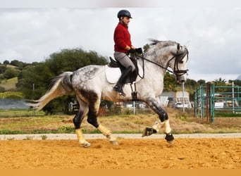PRE, Semental, 13 años, 167 cm, Tordo picazo