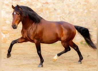 PRE Mestizo, Semental, 13 años, 173 cm, Castaño