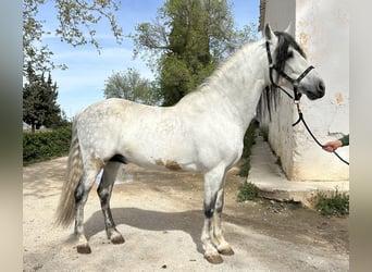 PRE, Semental, 14 años, 154 cm, Tordo