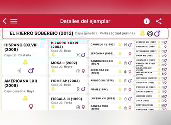 PRE, Semental, 14 años, 159 cm, Perlino