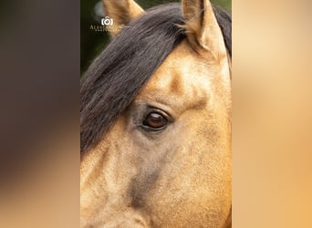 PRE, Semental, 14 años, 160 cm, Buckskin/Bayo