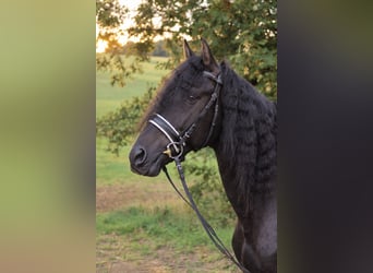 PRE, Semental, 14 años, 163 cm, Negro