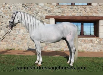 PRE Mestizo, Semental, 14 años, 164 cm, Tordo