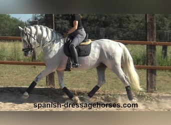 PRE Mestizo, Semental, 14 años, 164 cm, Tordo