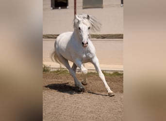 PRE, Semental, 14 años, 165 cm, Tordo