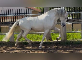 PRE, Semental, 14 años, 165 cm, Tordo