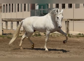 PRE, Semental, 14 años, 165 cm, Tordo