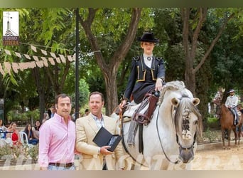 PRE Mestizo, Semental, 14 años, 170 cm, Tordo rodado