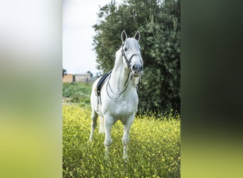 PRE Mestizo, Semental, 14 años, 170 cm, Tordo rodado