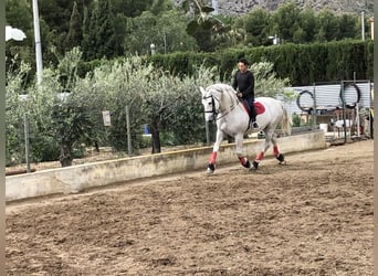 PRE Mestizo, Semental, 14 años, 170 cm, Tordo rodado