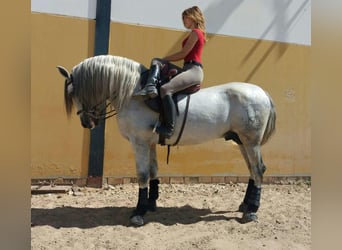 PRE Mestizo, Semental, 14 años, 170 cm, Tordo rodado