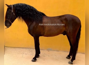 PRE Mestizo, Semental, 15 años, 160 cm, Castaño oscuro