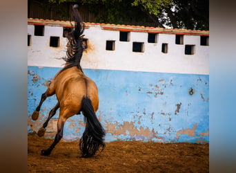 PRE, Semental, 15 años, 163 cm, Bayo