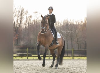 PRE Mestizo, Semental, 15 años, 172 cm, Castaño