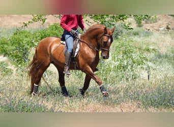 PRE, Semental, 16 años, 159 cm, Alazán-tostado