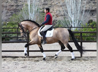 PRE, Semental, 16 años, 168 cm, Bayo