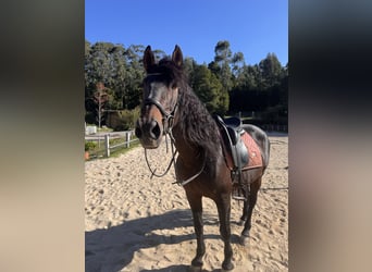 PRE Mestizo, Semental, 16 años, Castaño oscuro