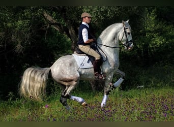 PRE Mestizo, Semental, 17 años, 170 cm, Tordo