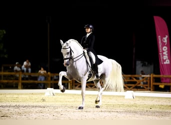 PRE Mestizo, Semental, 17 años, 170 cm, Tordo