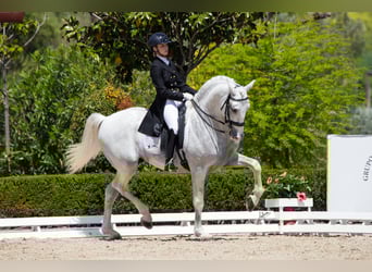 PRE Mestizo, Semental, 17 años, 170 cm, Tordo