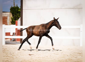 PRE Mestizo, Semental, 1 año, 135 cm, Negro