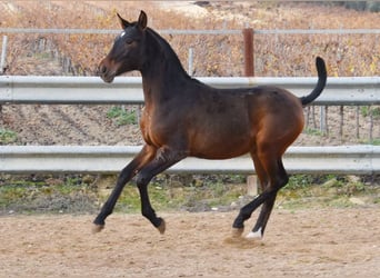 PRE, Semental, 1 año, 140 cm, Castaño