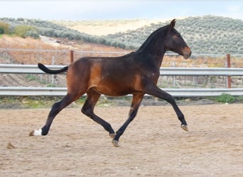 PRE, Semental, 1 año, 140 cm, Castaño