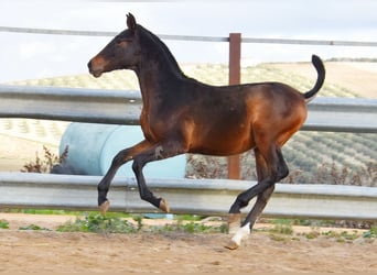 PRE, Semental, 1 año, 140 cm, Castaño oscuro