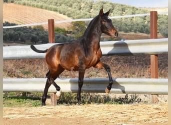 PRE, Semental, 1 año, 140 cm, Castaño oscuro
