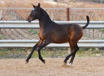 PRE, Semental, 1 año, 140 cm, Castaño oscuro