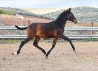PRE, Semental, 1 año, 140 cm, Castaño oscuro