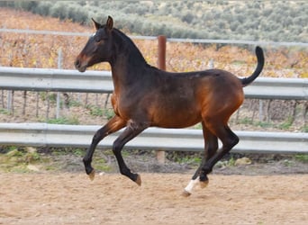 PRE, Semental, 1 año, 140 cm, Castaño oscuro