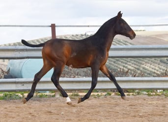 PRE, Semental, 1 año, 140 cm, Castaño oscuro