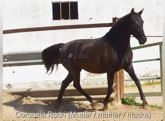 PRE, Semental, 1 año, 140 cm, Castaño oscuro