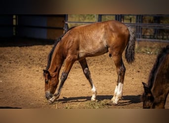 PRE Mestizo, Semental, 1 año, 140 cm, Rabicano
