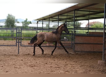 PRE Mestizo, Semental, 1 año, 142 cm, Negro