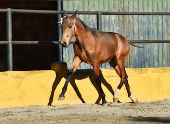 PRE Mestizo, Semental, 1 año, 144 cm, Bayo