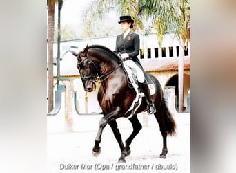 PRE Mestizo, Semental, 1 año, 146 cm, Negro